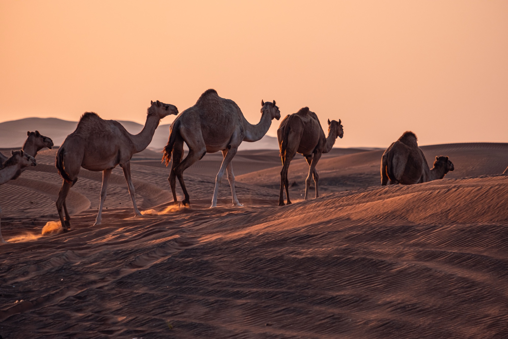 caravane de chameaux traversant le désert au coucher du soleil