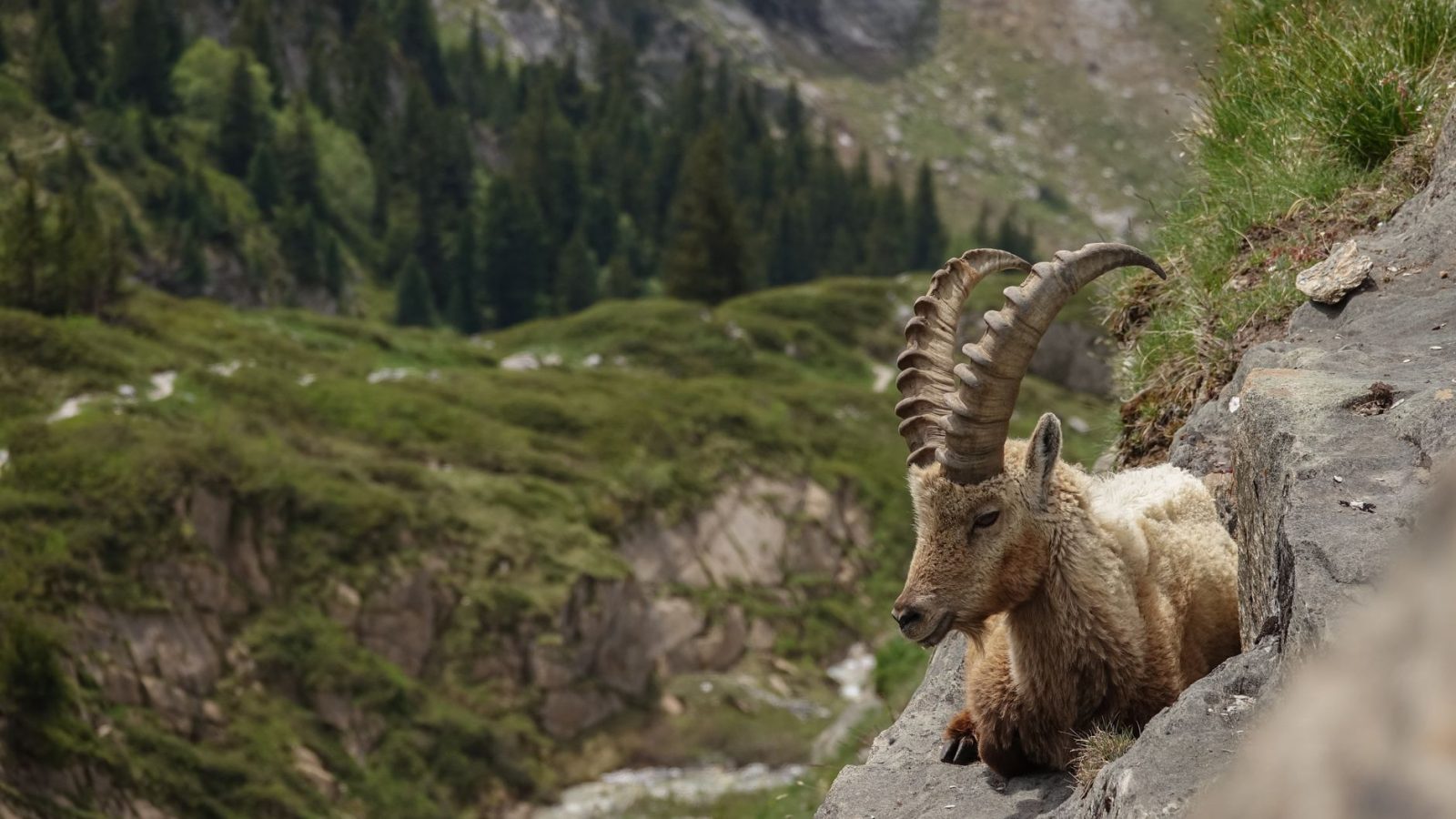 Photographie animalière : 7 conseils de pro pour capturer l&rsquo;instant