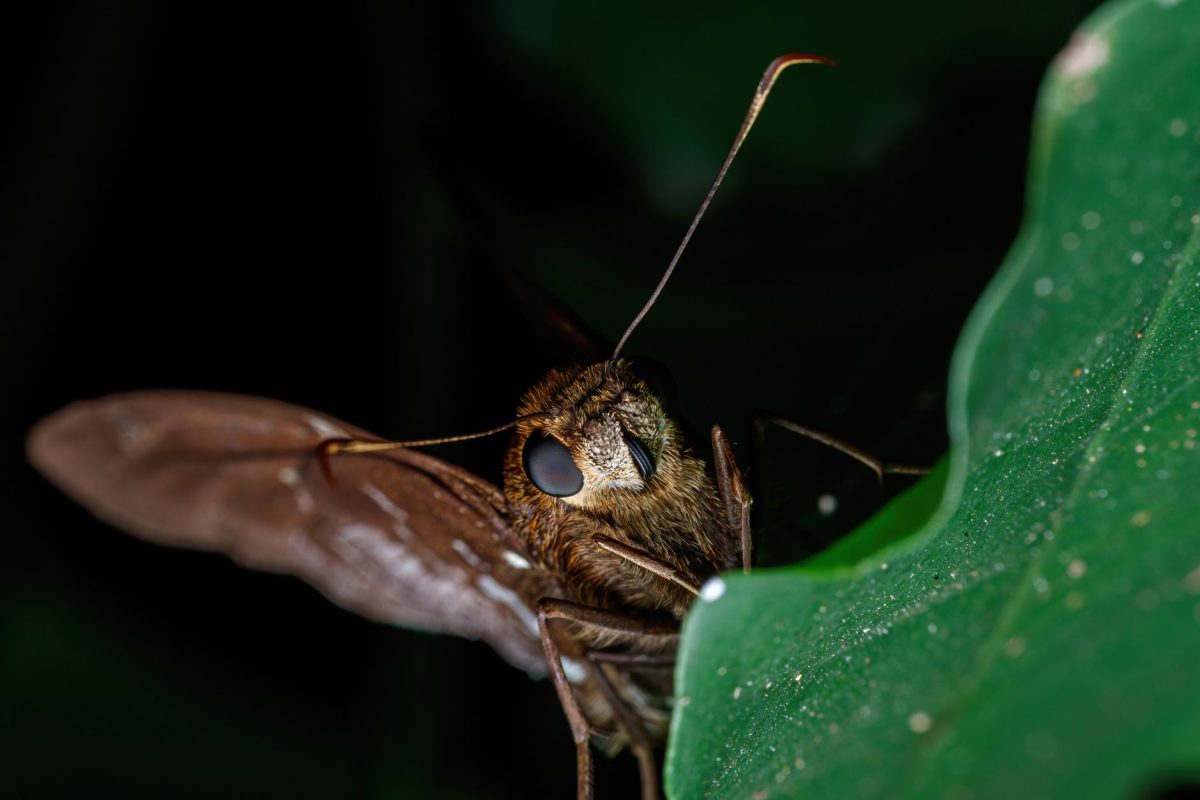 L&rsquo;objectif macro qui transforme vos photos de voyage : découvrez le Laowa 180 mm