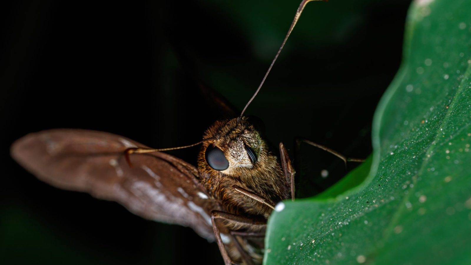 L&rsquo;objectif macro qui transforme vos photos de voyage : découvrez le Laowa 180 mm