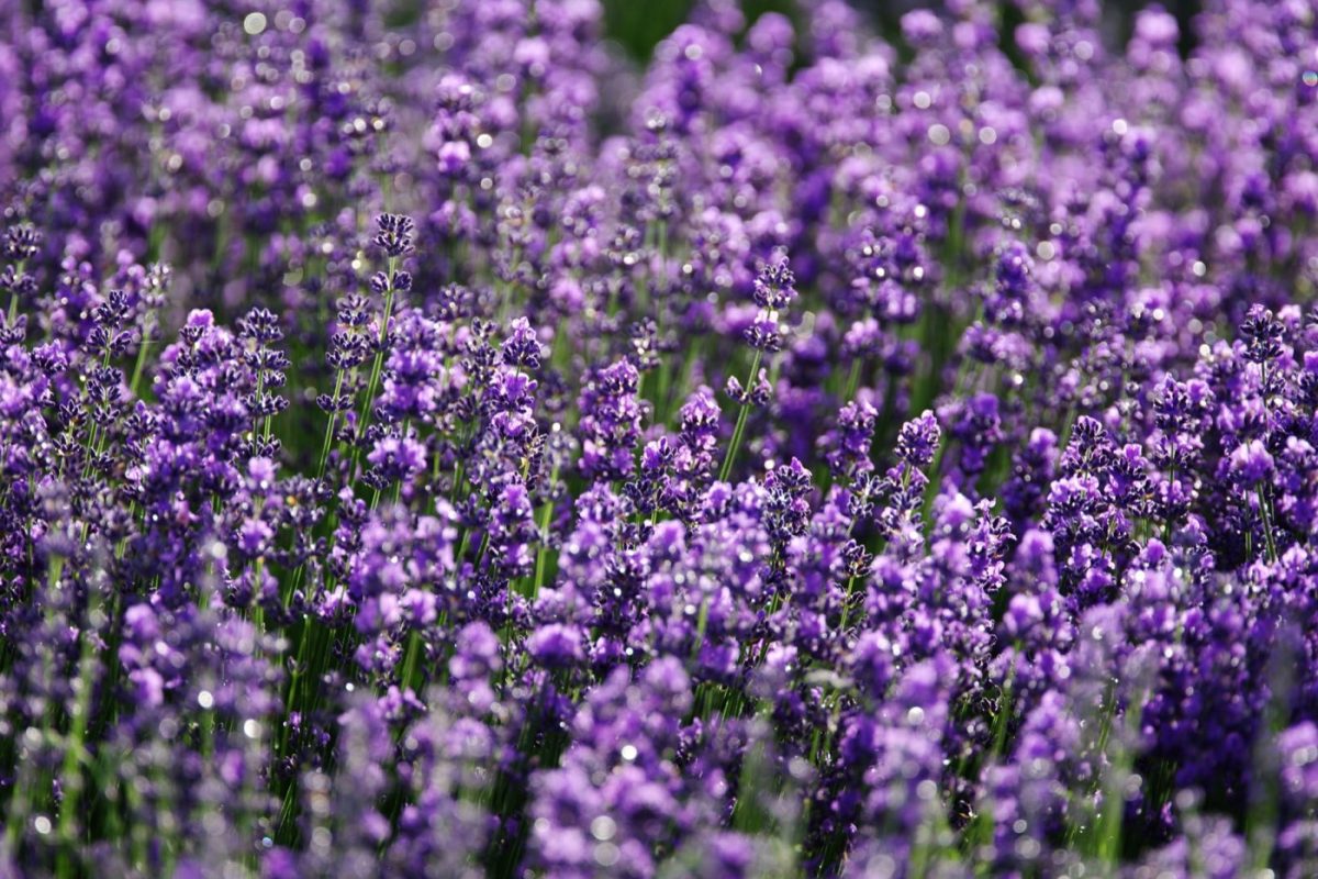 Stage photo en Provence : guide pratique