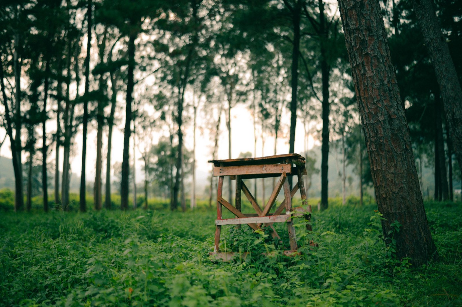 Plateforme en bois surplombant la canopée d'une forêt de pins au coucher du soleil